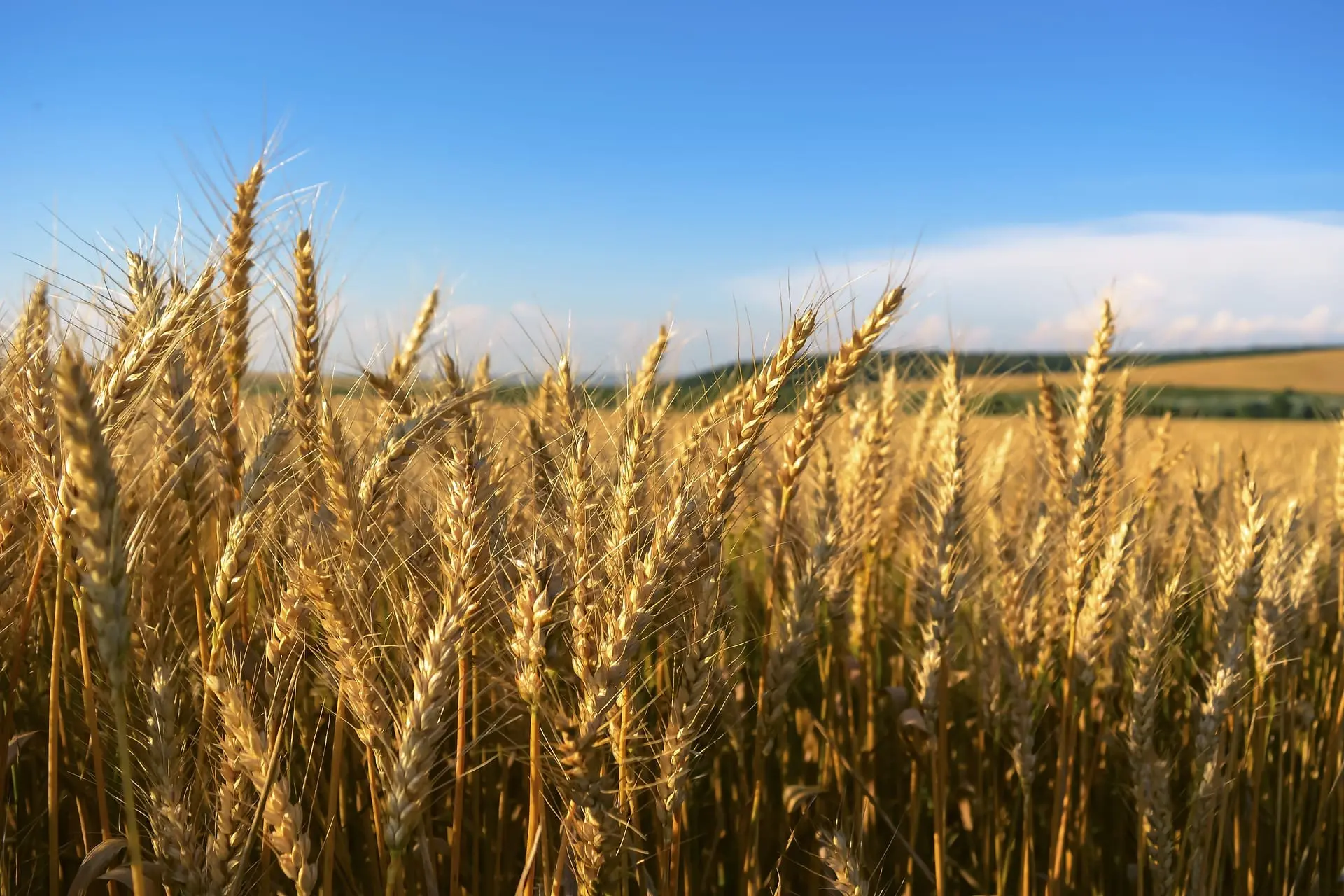 Wheat