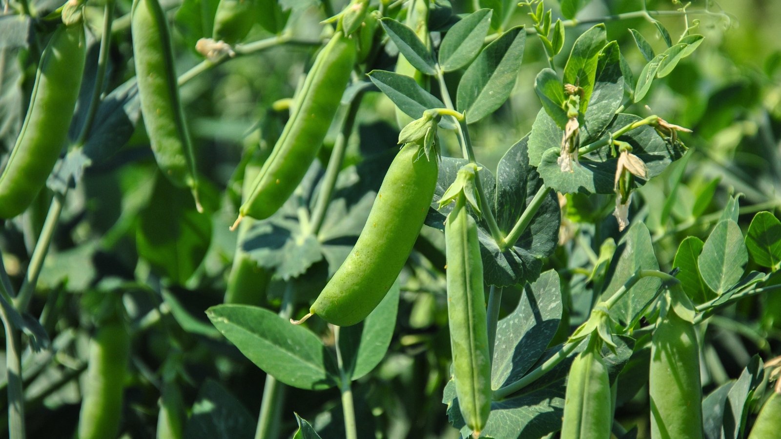 Peas